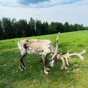 Die freilebenden Rentiere haben im Sommer ihren Fellwechsel